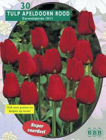 Tuinplant.nl Tulp