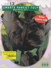 Tuinplant.nl Tulp