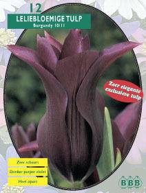 Tuinplant.nl Tulp