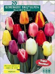 Tuinplant.nl Tulp