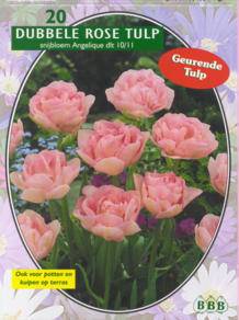 Tuinplant.nl Tulp