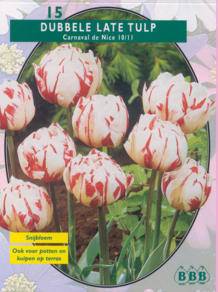 Tuinplant.nl Tulp