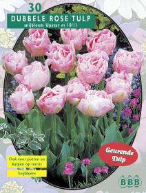 Tuinplant.nl Tulp