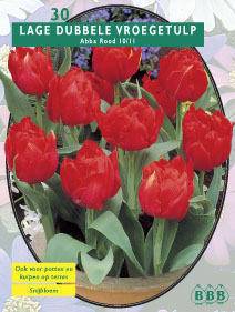 Tuinplant.nl Tulp