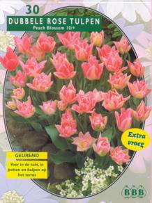 Tuinplant.nl Tulp