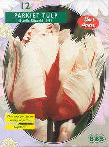 Tuinplant.nl Tulp