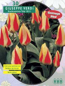 Tuinplant.nl Tulp