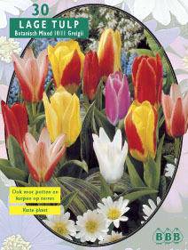 Tuinplant.nl Tulp