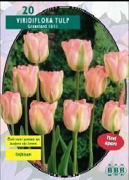 Tuinplant.nl Tulp