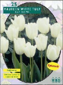 Tuinplant.nl Tulp