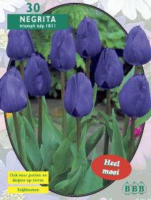 Tuinplant.nl Tulp