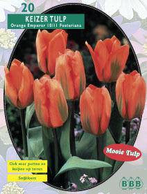 Tuinplant.nl Tulp