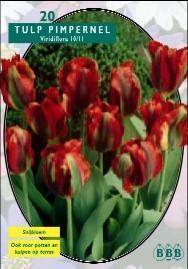 Tuinplant.nl Tulp