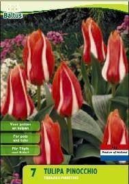 Tuinplant.nl Tulp