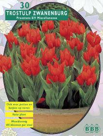 Tuinplant.nl Tulp