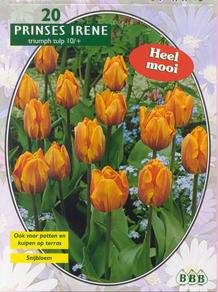 Tuinplant.nl Tulp