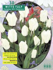 Tuinplant.nl Tulp