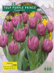 Tuinplant.nl Tulp