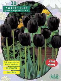 Tuinplant.nl Tulp
