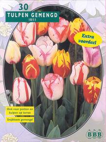 Tuinplant.nl Tulp