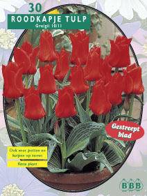 Tuinplant.nl Tulp