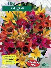 Tuinplant.nl Tulp