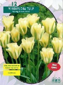 Tuinplant.nl Tulp
