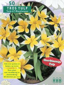 Tuinplant.nl Tulp