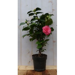 Warentuin natuurlijk Camelia roze 50 cm - 