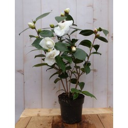 Warentuin natuurlijk Camelia wit 50 cm - 