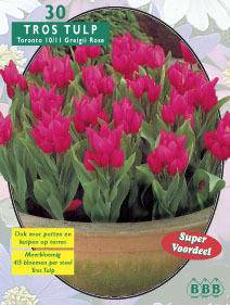 Tuinplant.nl Tulp