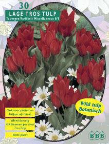 Tuinplant.nl Tulp