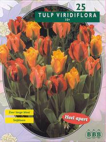 Tuinplant.nl Tulp