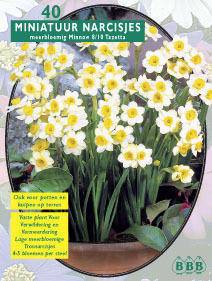 Tuinplant.nl Narcis