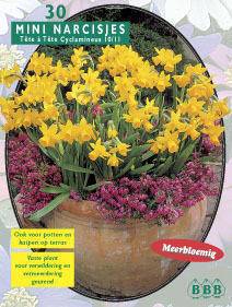 Tuinplant.nl Narcis