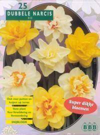 Tuinplant.nl Narcis