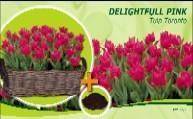 Tuinplant.nl Tulp