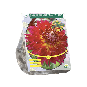 Tuinplant.nl Dahlia