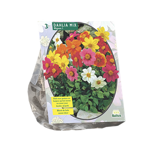 Tuinplant.nl Dahlia