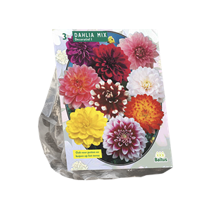 Tuinplant.nl Dahlia