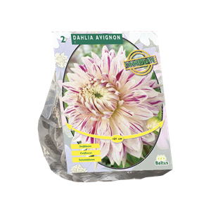 Tuinplant.nl Dahlia