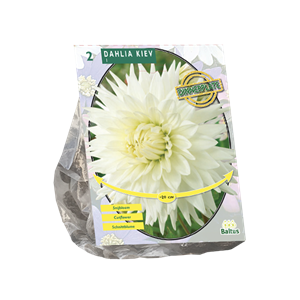 Tuinplant.nl Dahlia