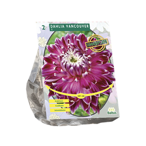 Tuinplant.nl Dahlia