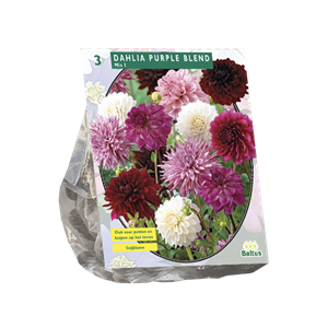 Tuinplant.nl Dahlia
