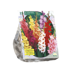 Tuinplant.nl Gladiool
