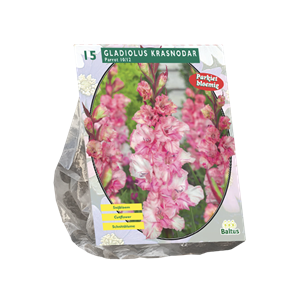 Tuinplant.nl Gladiool