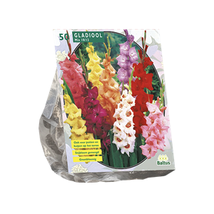 Tuinplant.nl Gladiool
