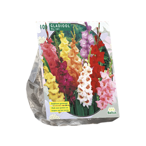 Tuinplant.nl Gladiool