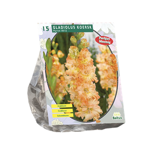 Tuinplant.nl Gladiool