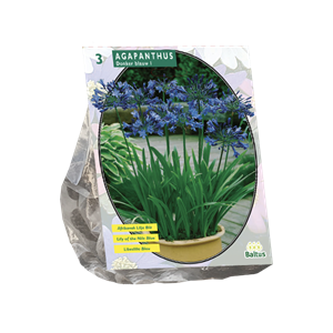 Tuinplant.nl Afrikaanse Lelie